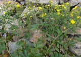 Potentilla asiatica. Цветущее растение. Казахстан, Тянь-Шань, Малое Алматинское ущелье, выс. 2935 м н.у.м., западный борт, каньон Чёрного водопада, тальвег. 31.08.2026.