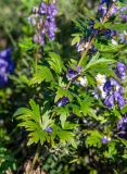 Aconitum kusnezoffii. Нижняя часть растения. Приморский край, Спасский р-н, окр. ж.-д. ст. Кнорринг, на лугу. 15.09.2026.