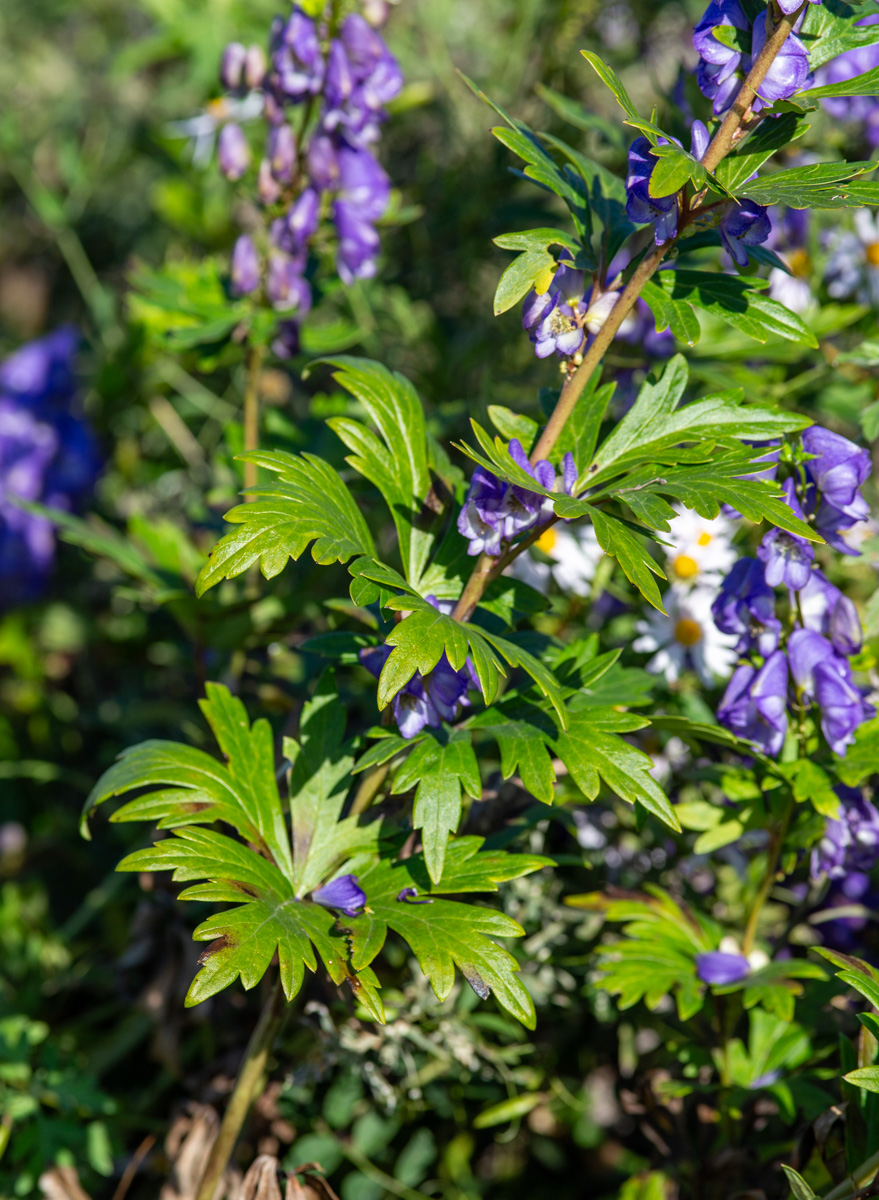 Image of Aconitum kusnezoffii specimen.