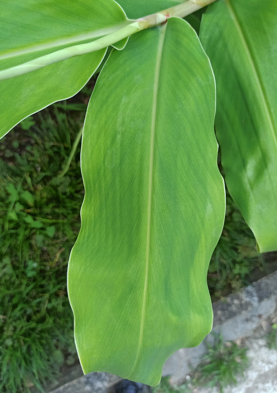 Image of familia Zingiberaceae specimen.