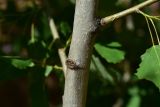 Populus tremula. Часть ствола. Турция, ил Артвин, р-н Юсуфели, 400 м ниже дер. Гюльпынар, выс. 1520 м н.у.м., на склоне. 13 июня 2026 г.