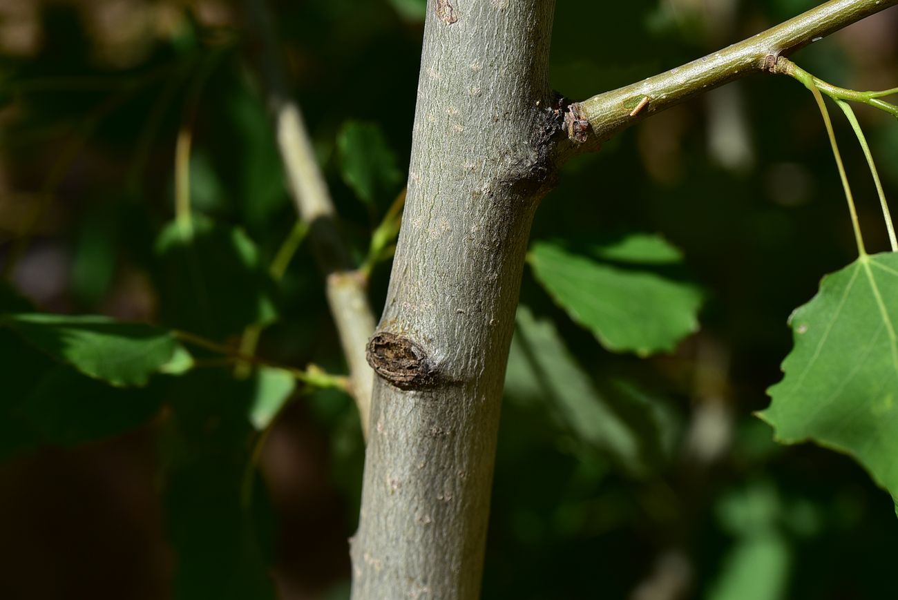 Image of Populus tremula specimen.