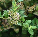 Spiraea × bumalda. Ветвь с соплодием. Краснодарский край, г. Сочи, парк \"Дендрарий\". 17.08.2026.