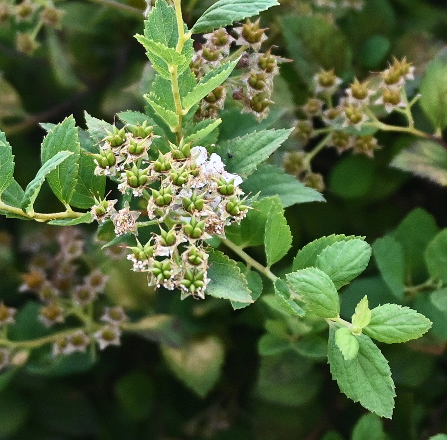 Image of Spiraea × bumalda specimen.