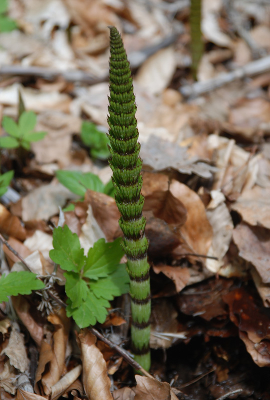 Image of Equisetum telmateia specimen.