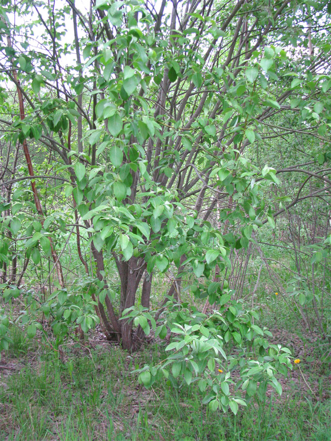 Image of Salix &times; reichardtii specimen.