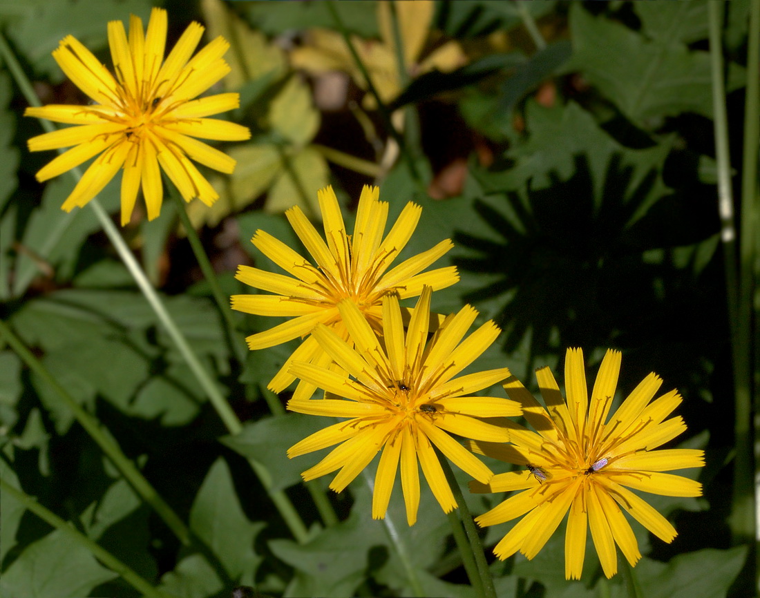 Изображение особи Aposeris foetida.