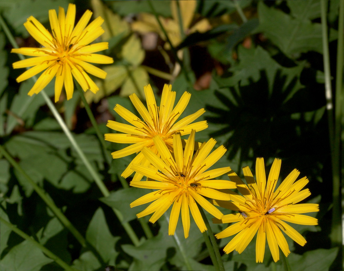 Image of Aposeris foetida specimen.