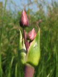 Butomus umbellatus. Раскрывающееся соцветие. Нидерланды, провинция Drenthe, Peizermade, в прибрежной зоне мелиоративного канала. 8 июня 2008 г.