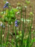 Allium sikkimense