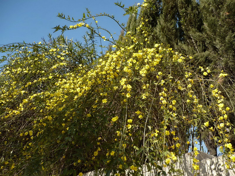 Image of Jasminum mesnyi specimen.