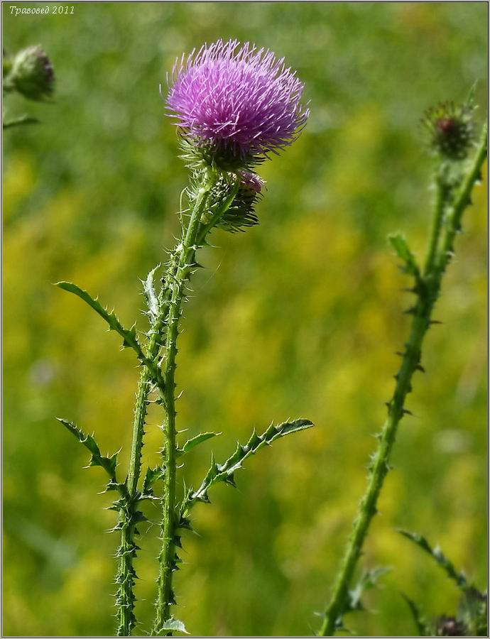 Изображение особи Carduus acanthoides.