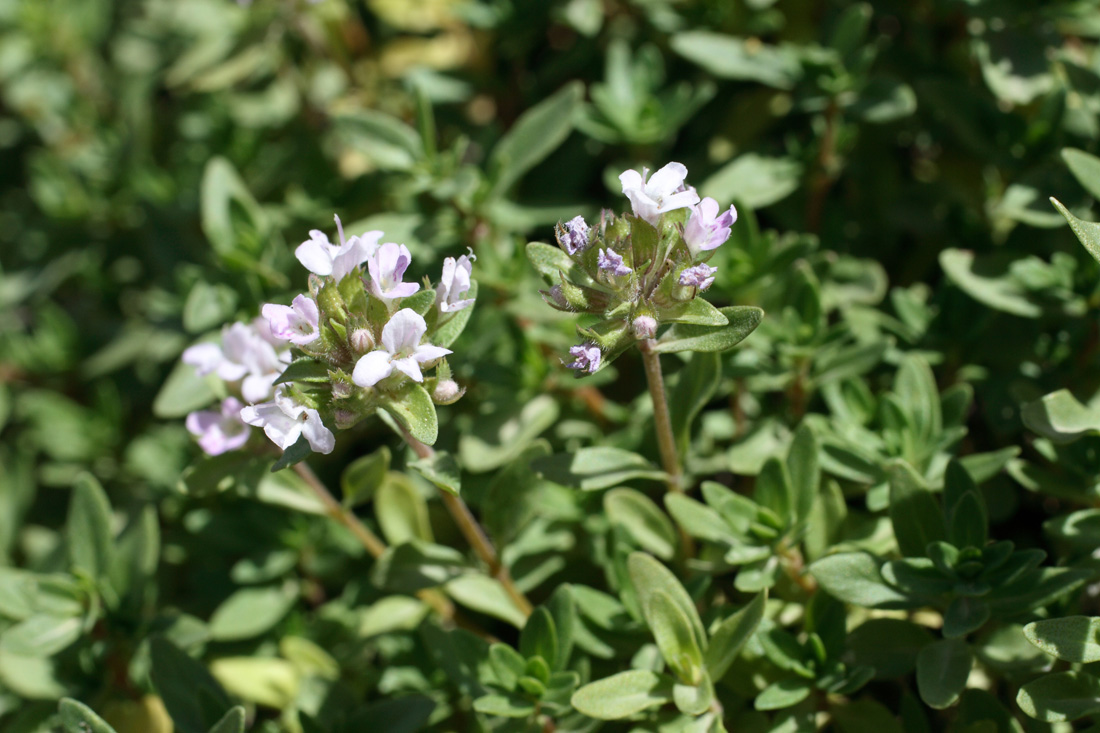 Изображение особи Thymus incertus.