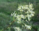 Thalictrum appendiculatum. Часть соцветия. Новосибирская обл., Карасукский р-н, с. Благодатное, заболоченная поляна колка. 18.07.2011.