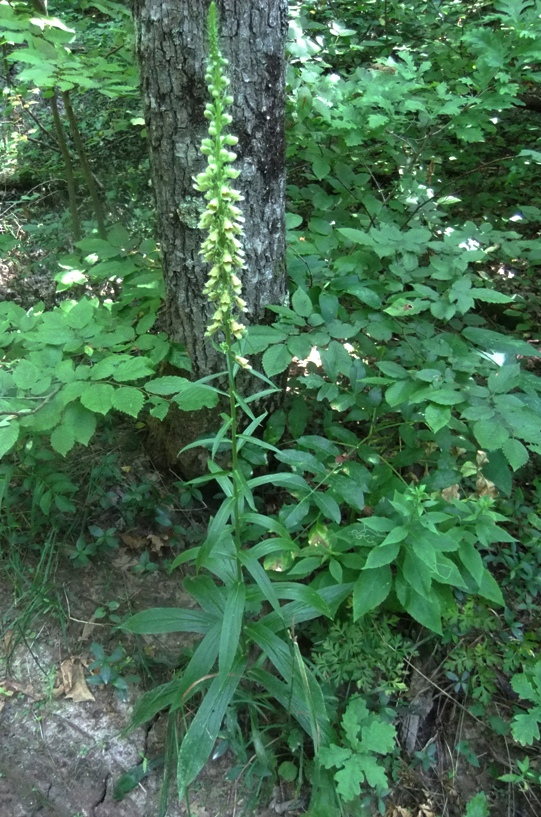 Изображение особи Digitalis schischkinii.