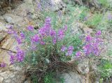 Oxytropis coerulea