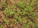 Scleranthus annuus. Цветущие растения в посевах озимой ржи. Нидерланды, провинция Gelderland, Hatertse Vennen, на песчаном грунте. 12 июня 2010 г.