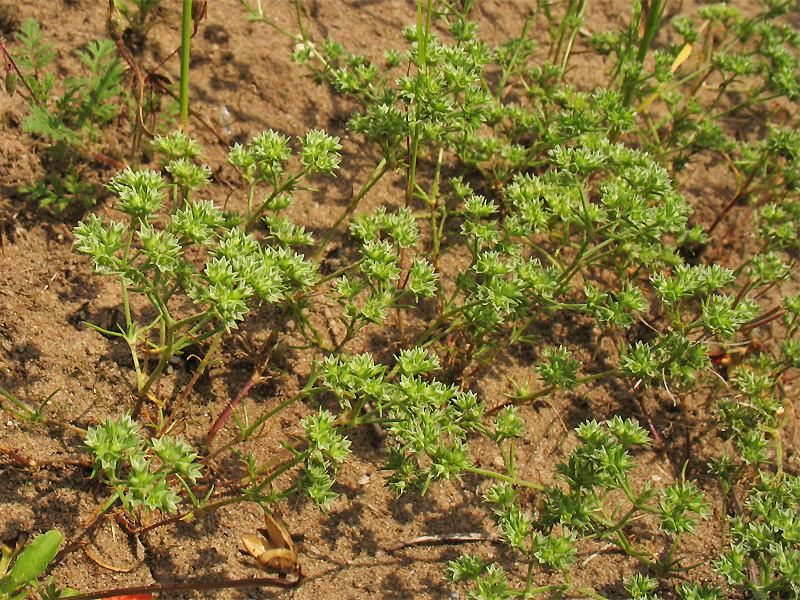 Изображение особи Scleranthus annuus.