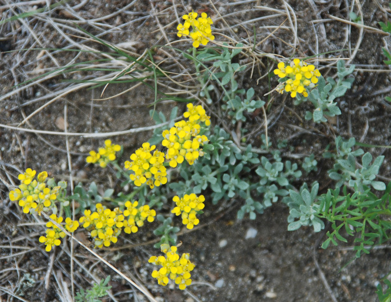 Image of Odontarrhena obovata specimen.