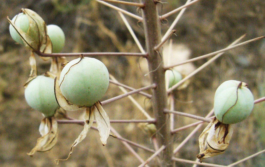 Image of Eremurus angustifolius specimen.