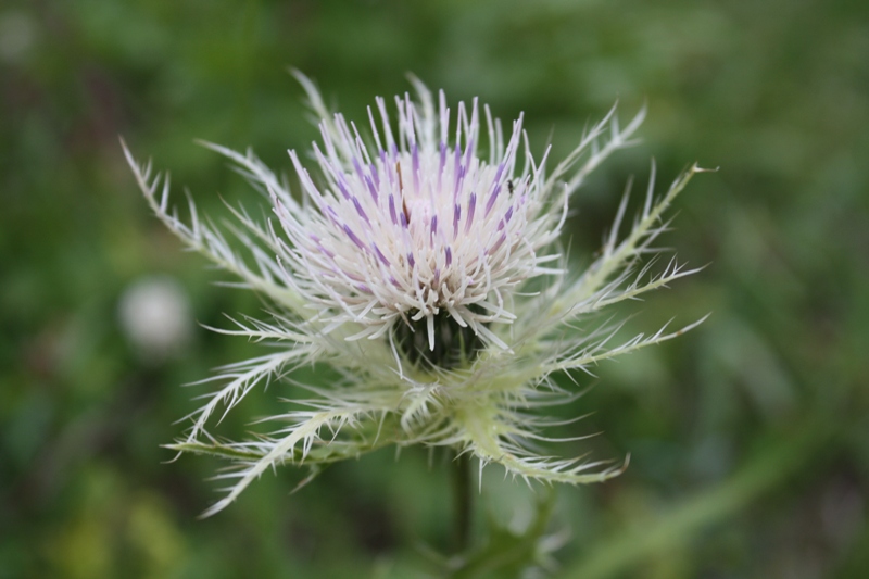 Изображение особи Cirsium obvallatum.