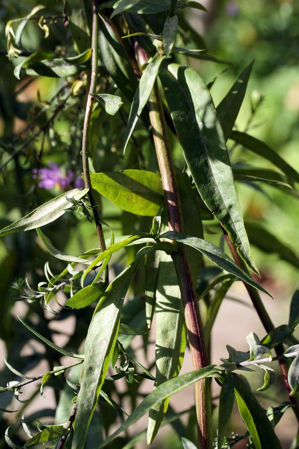 Image of Symphyotrichum × versicolor specimen.
