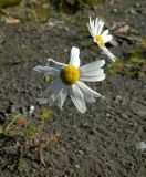 Tripleurospermum hookeri. Соцветие. Республика Коми, г. Воркута. 11.08.2011.