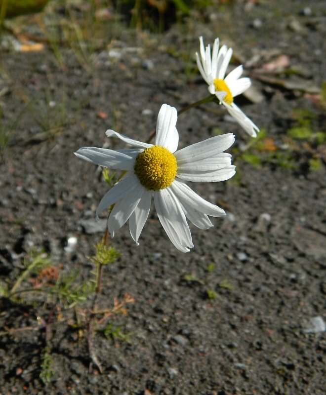 Image of Tripleurospermum hookeri specimen.