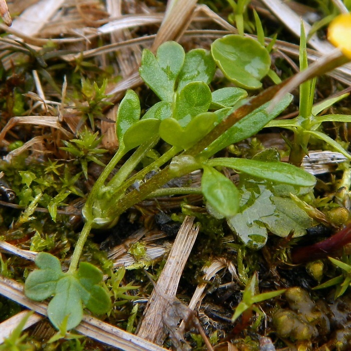 Image of Ranunculus pygmaeus specimen.