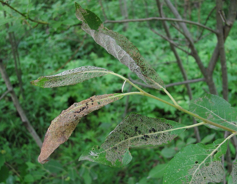 Image of Salix × reichardtii specimen.