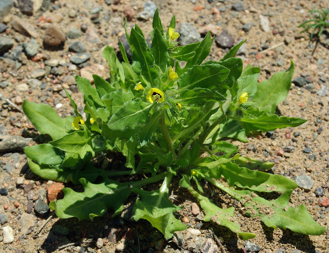 Изображение особи Hyoscyamus pusillus.