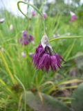 Allium cyathophorum
