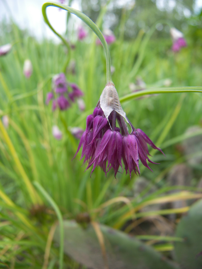 Изображение особи Allium cyathophorum.