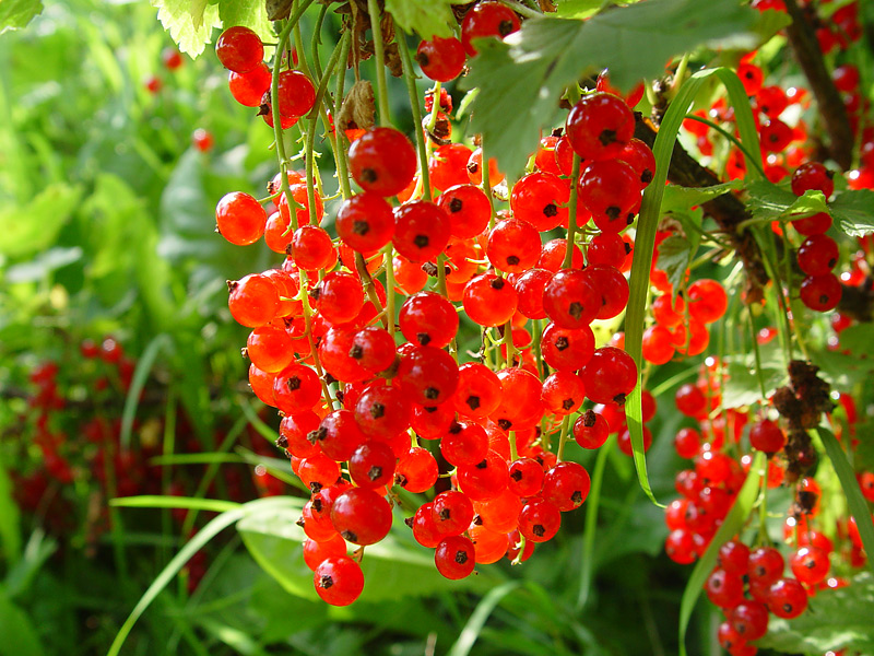 Image of Ribes rubrum specimen.