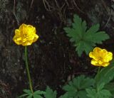 Trollius ledebourii. Цветки и листья. Забайкалье, Читинская обл., Каларский р-н, хр. Кодар, р. Средний Сакукан. Конец июля - начало августа.