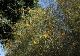 Acacia saligna. Часть кроны цветущего дерева. Израиль, Большой Тель-Авив, пос. Савьон. 18.02.2011.
