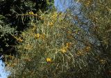 Acacia saligna