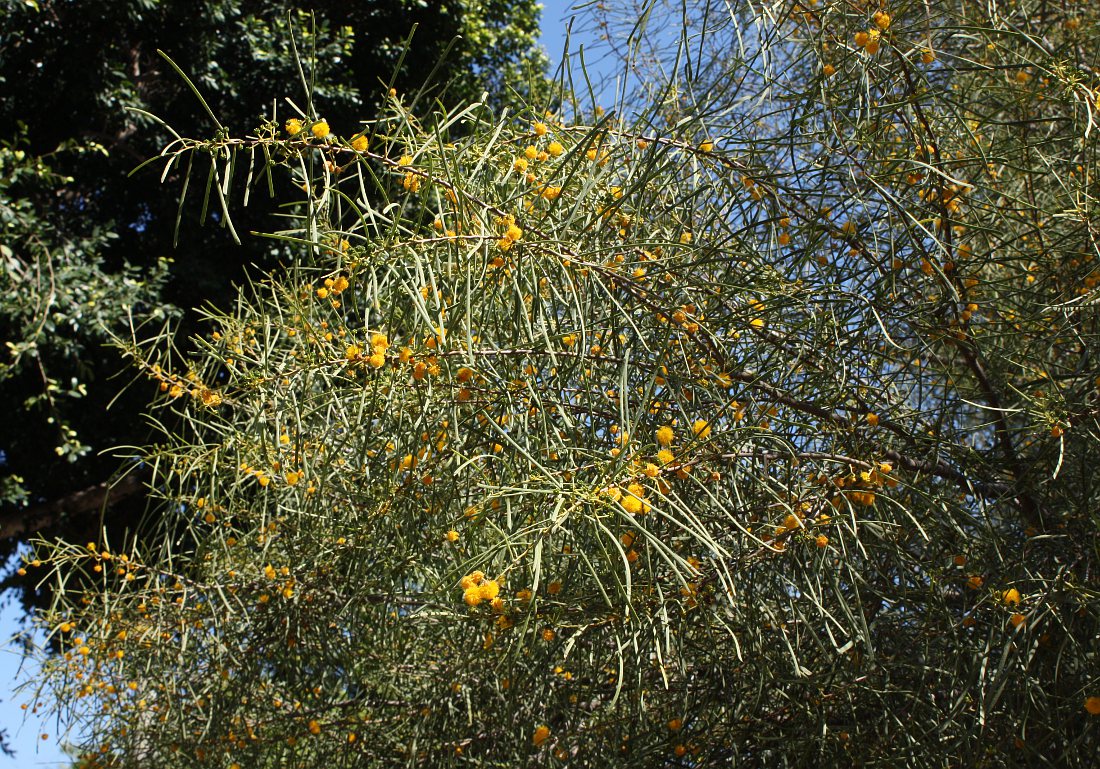 Изображение особи Acacia saligna.