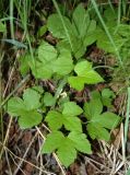 Rubus humulifolius