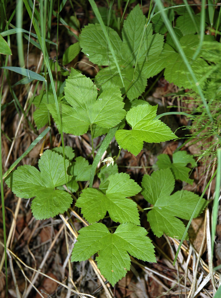 Image of Rubus humulifolius specimen.