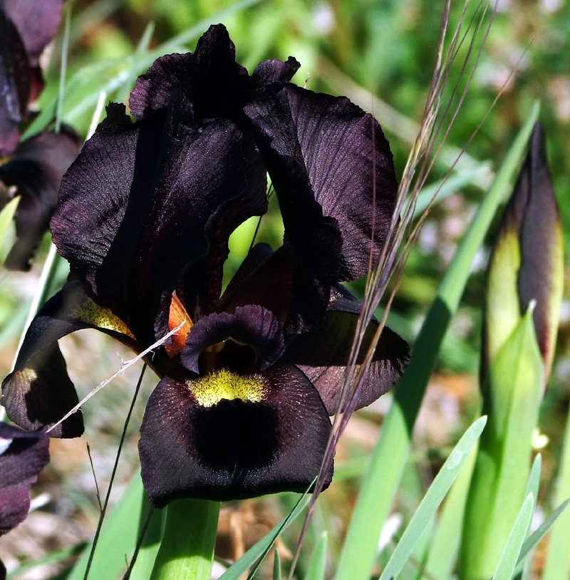 Изображение особи Iris atropurpurea.