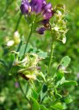 Medicago sativa