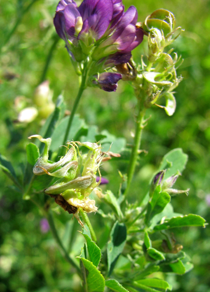 Изображение особи Medicago sativa.