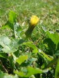 Sonchus oleraceus