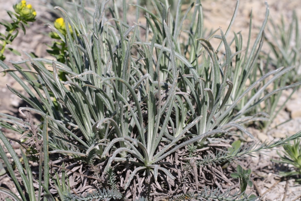 Изображение особи Jurinea stoechadifolia.