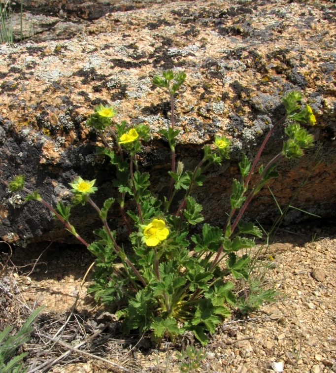 Изображение особи Potentilla desertorum.