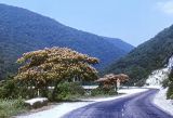 Albizia julibrissin