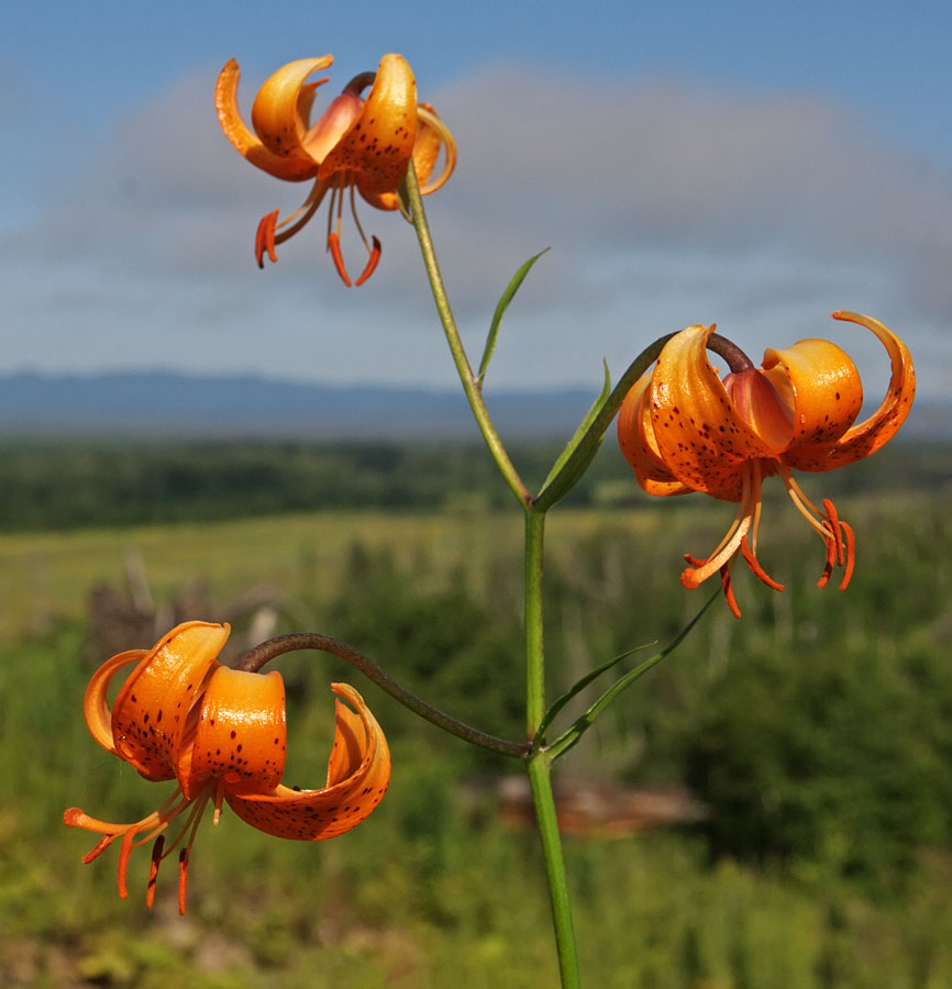 Изображение особи Lilium debile.