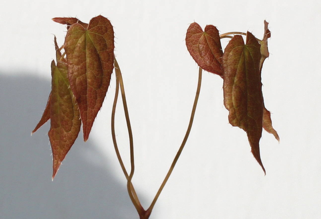 Image of Epimedium rubrum specimen.