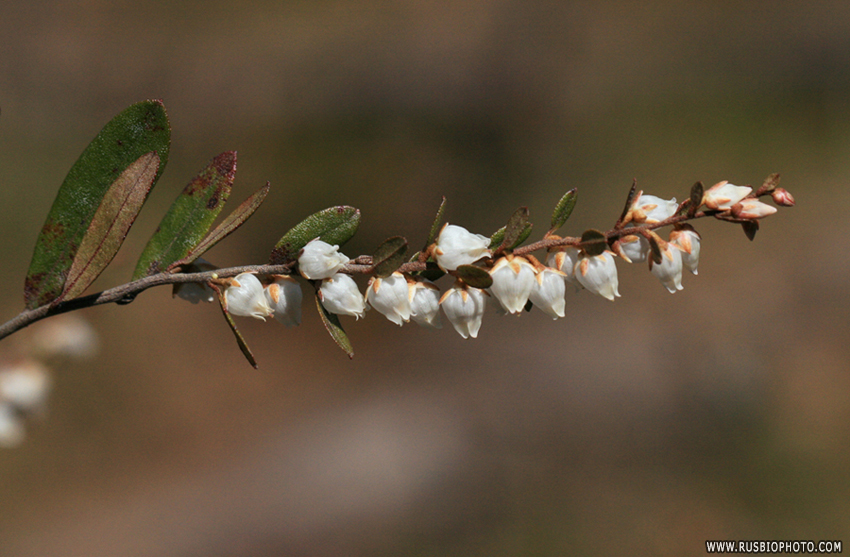 Image of Chamaedaphne calyculata specimen.